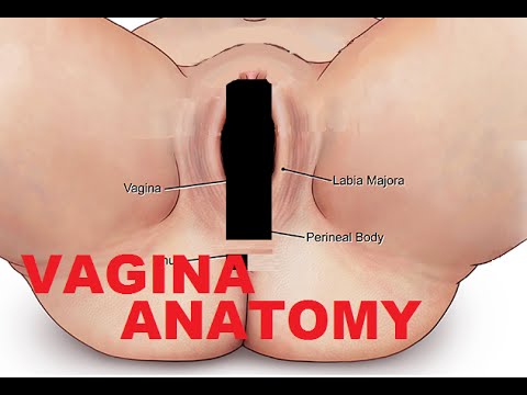 female anatomy porn eve gif female anatomy porn